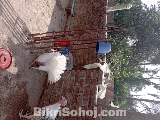 Turkey Rare Color chickens